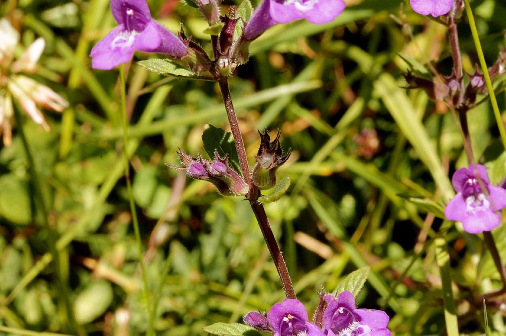 Acinos alpinus